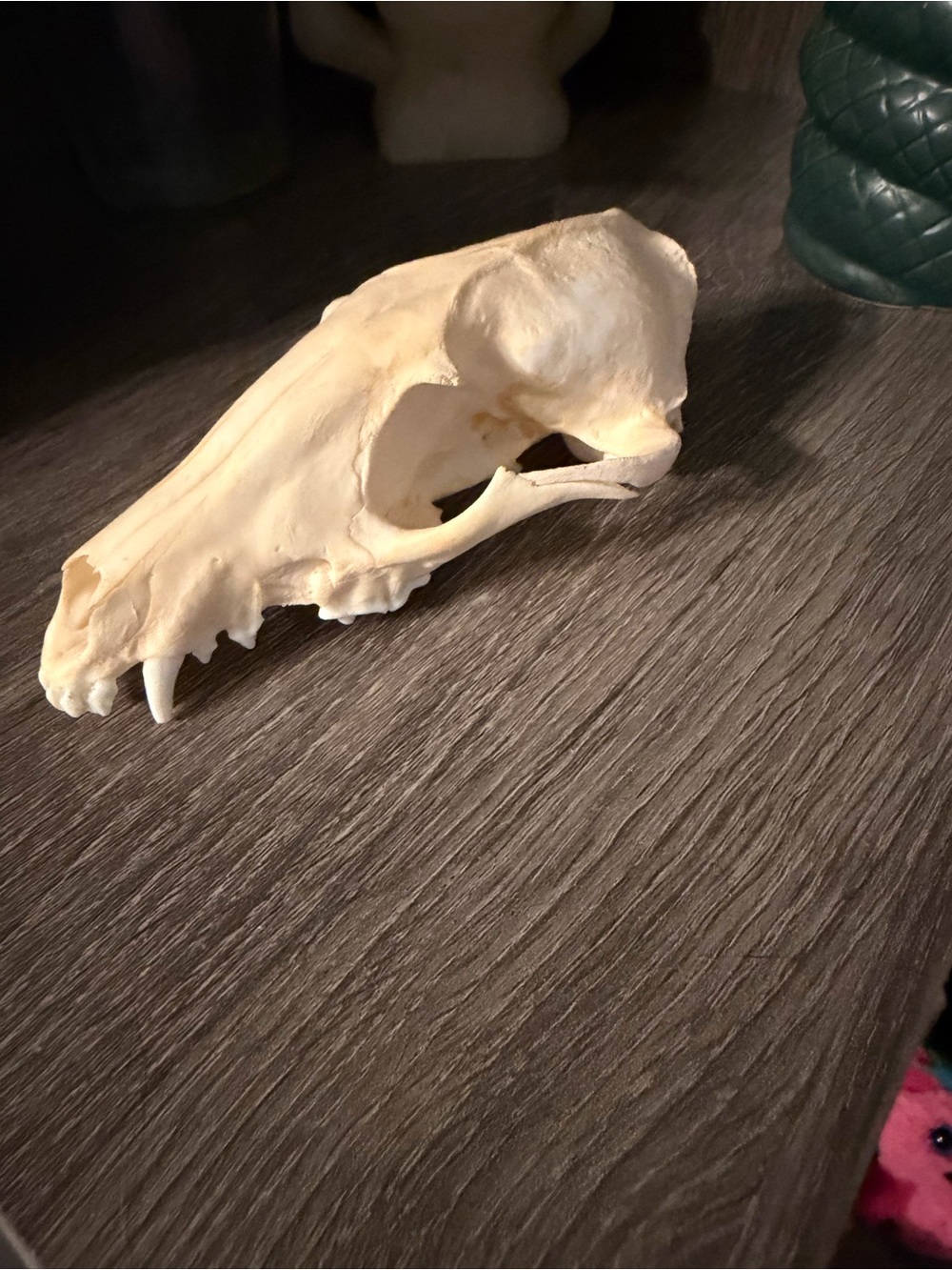 Natural Animal Skull Display - Ivory Bone Accent